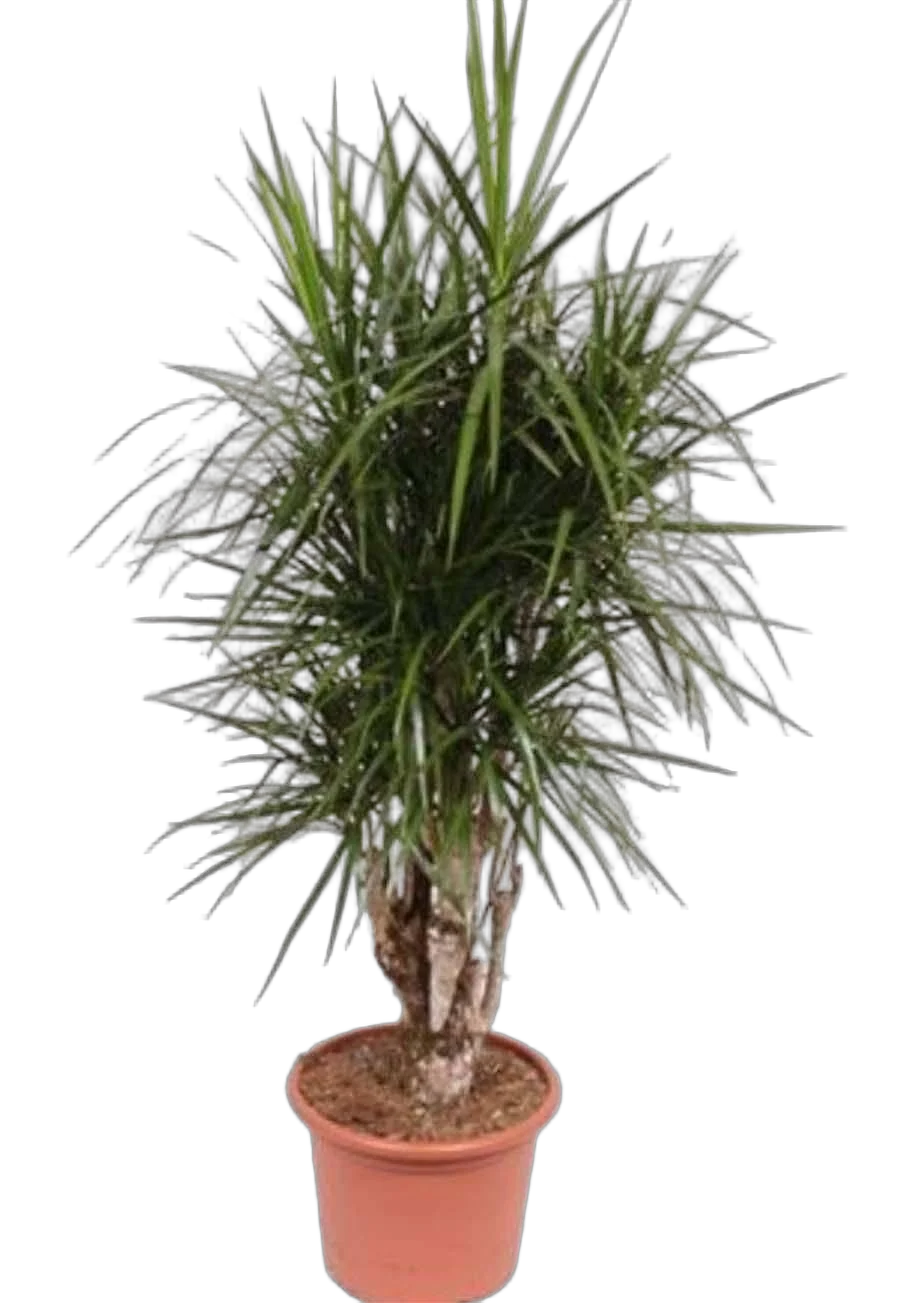 Драцена Маргината бранч - Drac Marginata Branched D40 H180