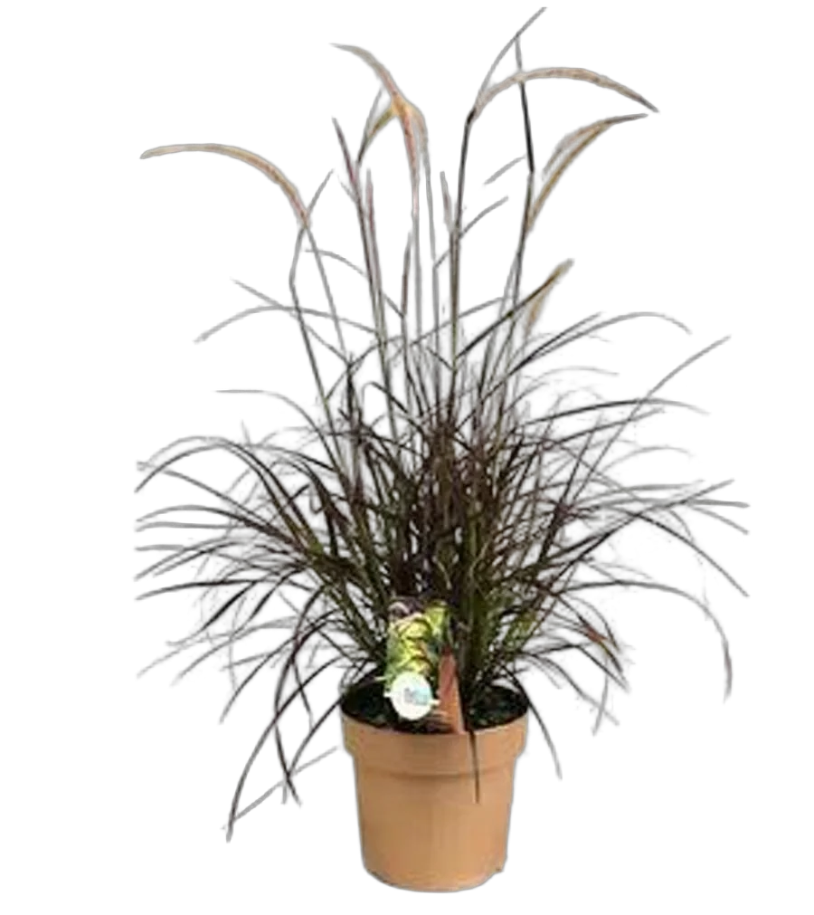 Пеннисетум щетинистый Рубрум - Pennisetum Setaceum Rubrum D19 H60