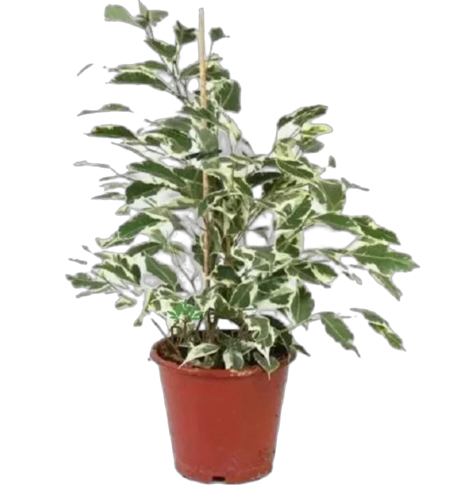 Фикус бенджамина Старлайт D17 H55
