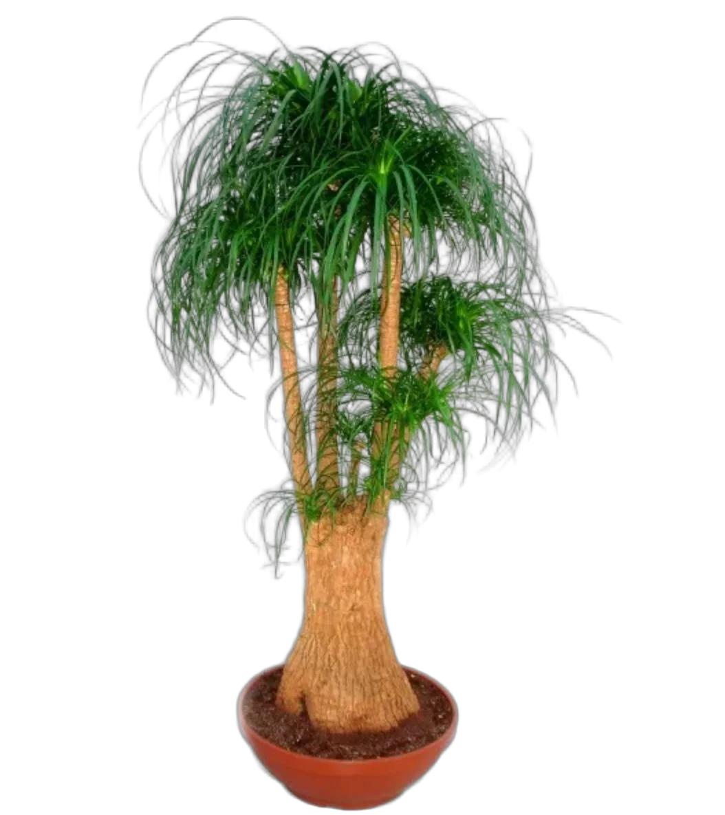 Пальма Нолина бранч D60 H230