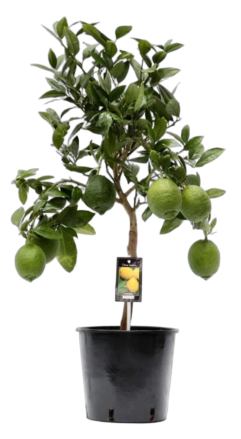 Лимон Мейера 85 см