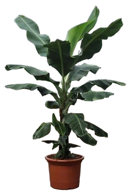 Банановая пальма Муса D50 H220