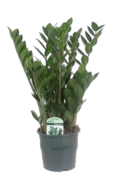 Замиокулькас - Zamioculcas zamiifolia D17 H70