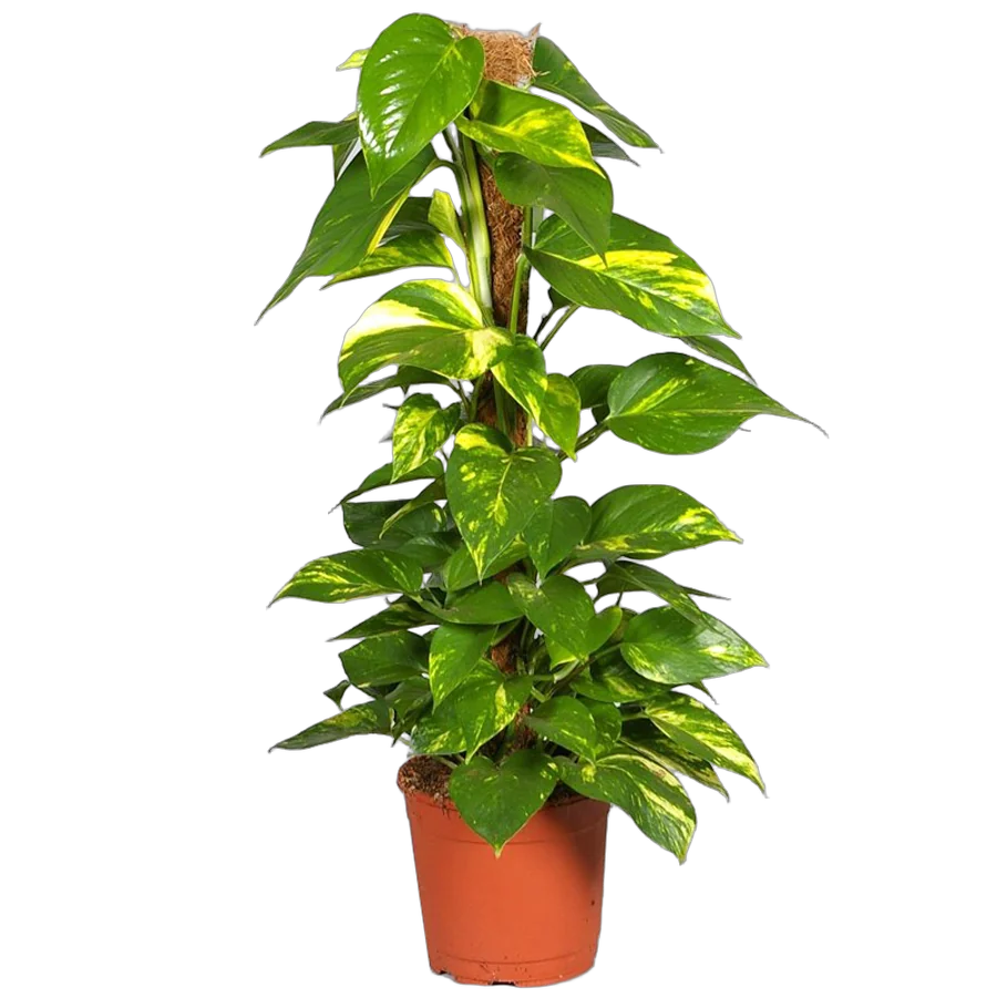 Эпипремнум перистый (золотистый) - Epipremnum Pinnatum Aureum (hang) D25 H80