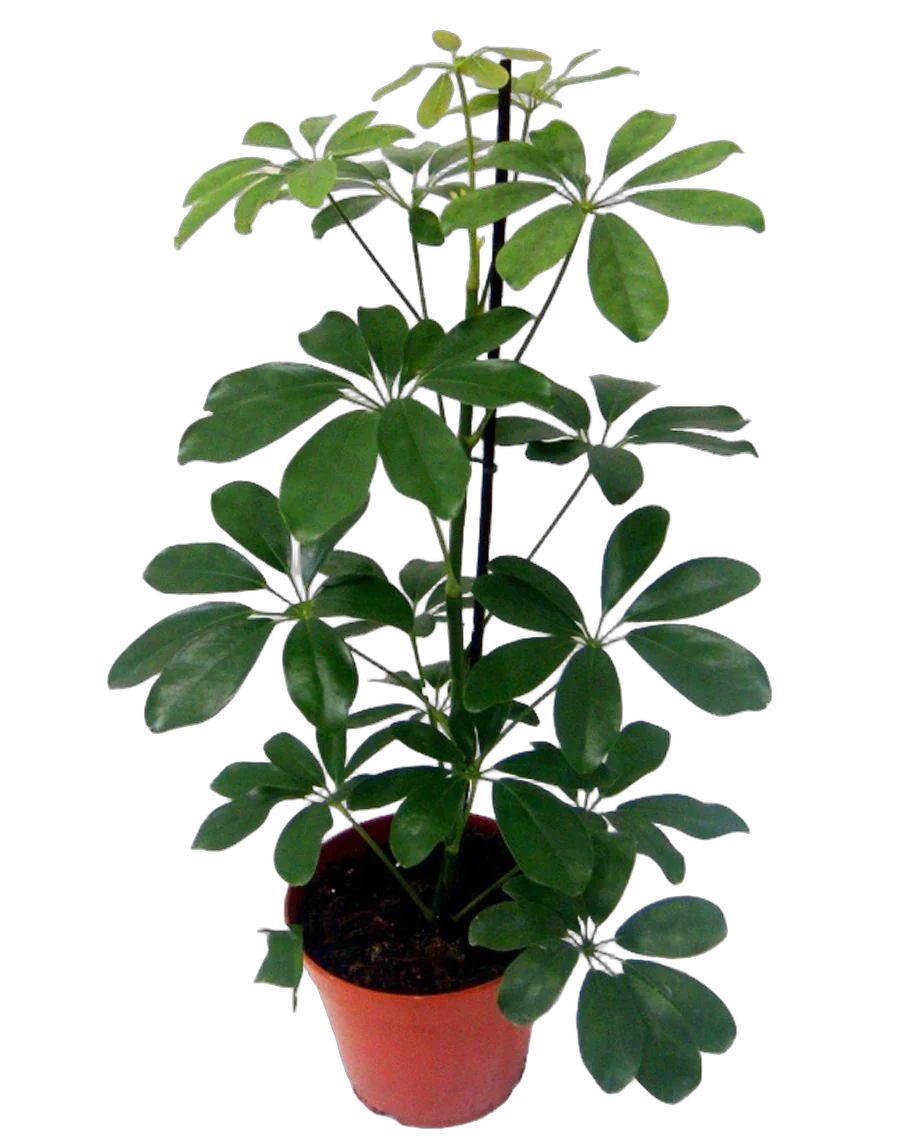 Шеффлера Нора - Schefflera Nora D22 H100