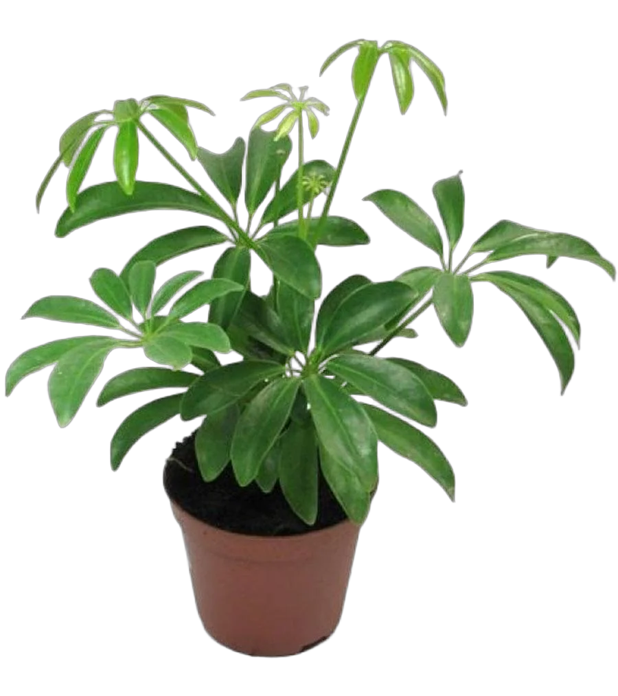 Шеффлера лучелистная Лузеана - Schefflera actinophylla Luseana D12 H40