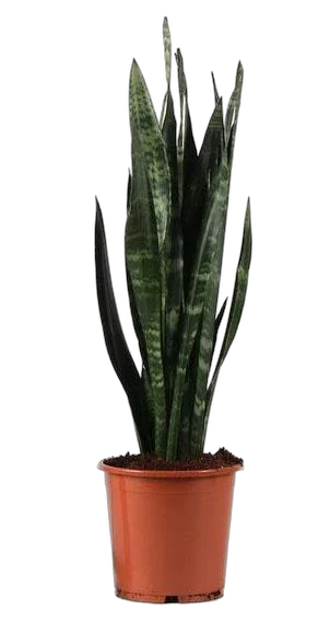 Сансивьерия Блэк Корал - Sansevieria Black Coral   D20 H80