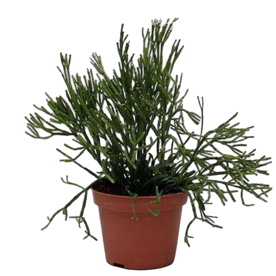 Хатиора саликорниевидная - Hatiora salicornioides D10 H15