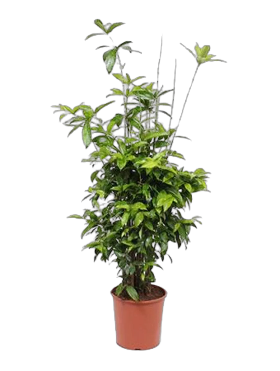 Драцена Годзеффа (Суркулоза) - Drac Surculosa Bushy (fachjan) D30 H130