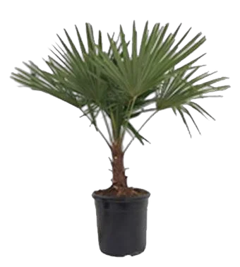 Трахикарпус Фортунели - Trachycarpus Fortunei D32 H115