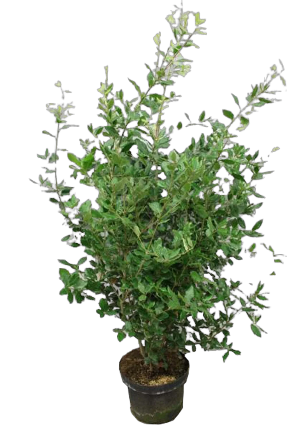 Дуб каменный - Quercus ilex D28 H100