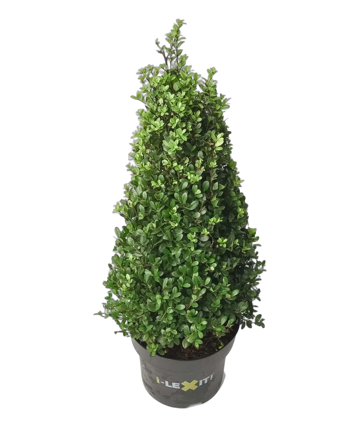 Падуб городчатый - Ilex crenata 'Dark Green' D23 H50
