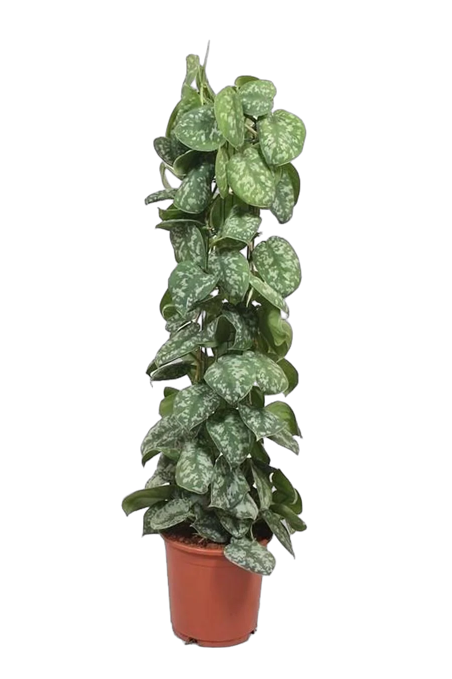 Сциндапсус расписной - Scindapsus pictus Trebie D24 H120