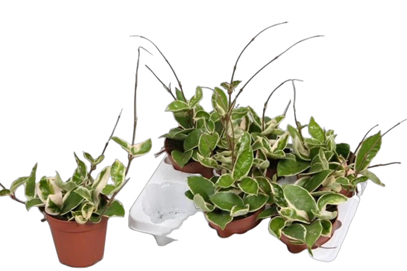 Хойя Карноза Кримсон Кви - Hoya carnosa Krimson Queen D12 H25