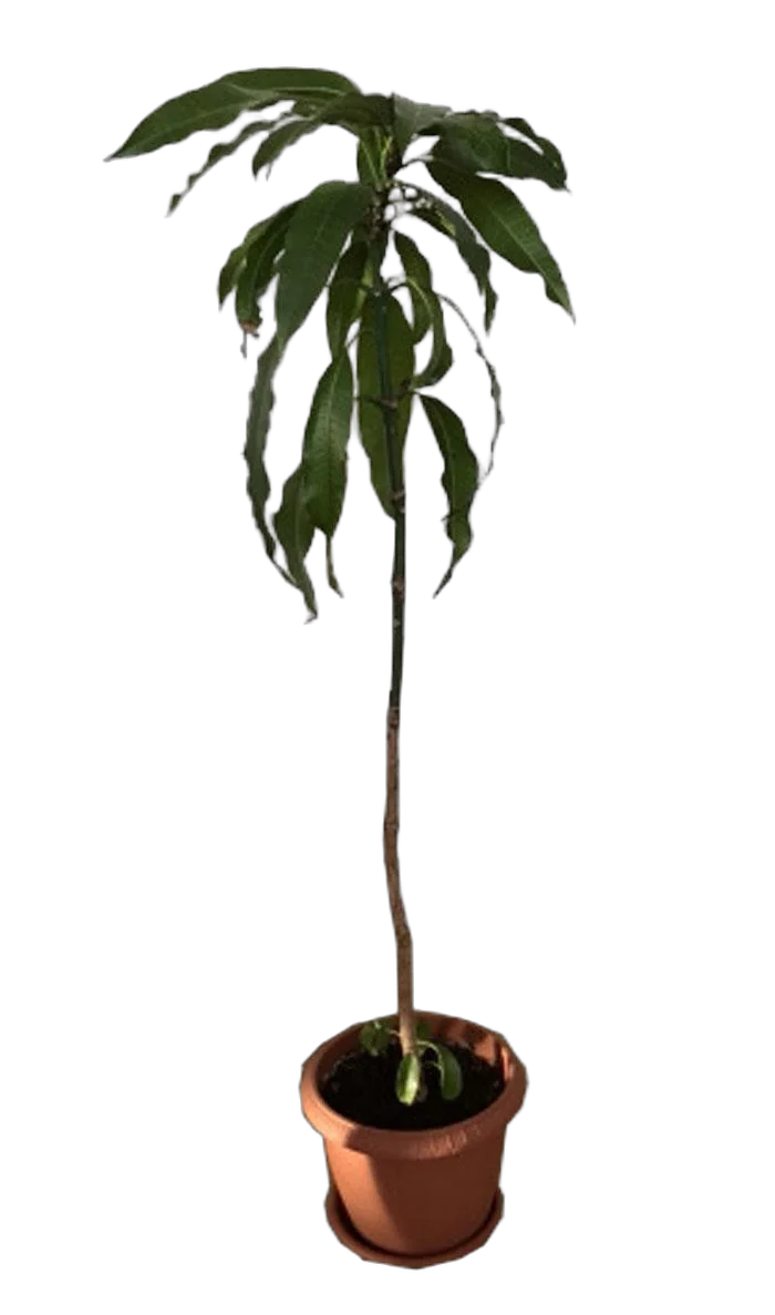 Манго - Mangifera D14 H140