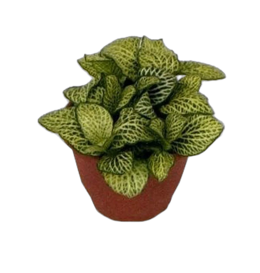 Фиттония Мозаик Фестиваль - Fittonia Mosaic Festival D9 H10