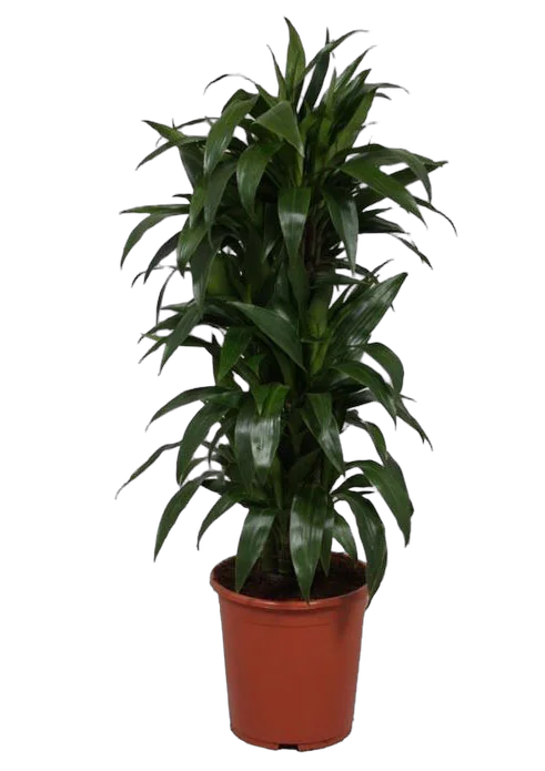 Драцена Джанет Крэйг куст - Dracaena deremensis "Janet Craig" D25 H100
