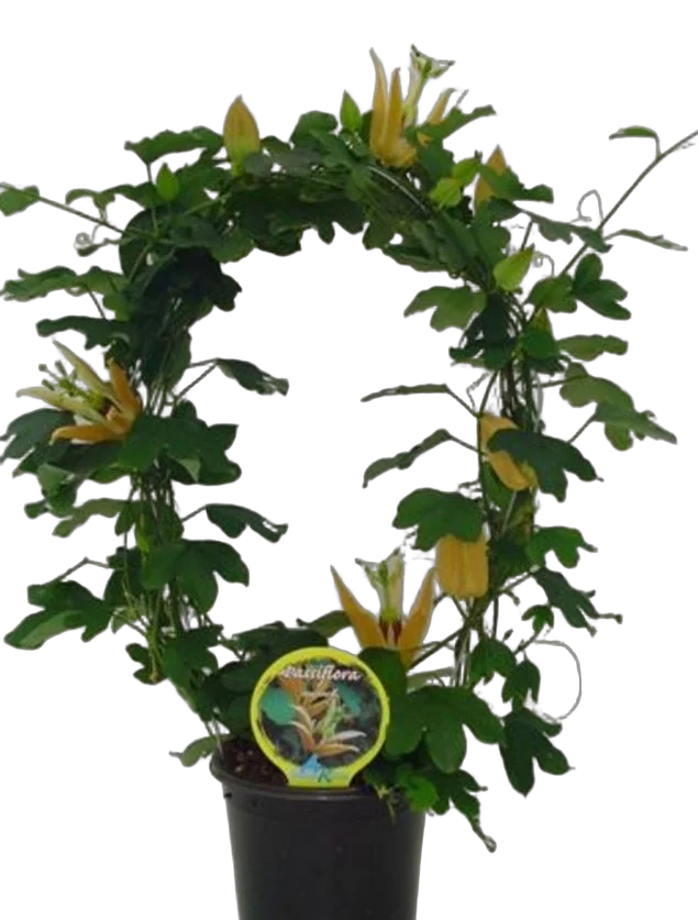 Пассифлора оранжевая - Passiflora aurantia D12 H50