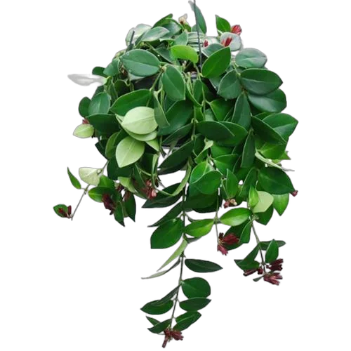 Эсхинантус Мона Лиза - Aeschynanthus hybr Mona lisa D15 H40