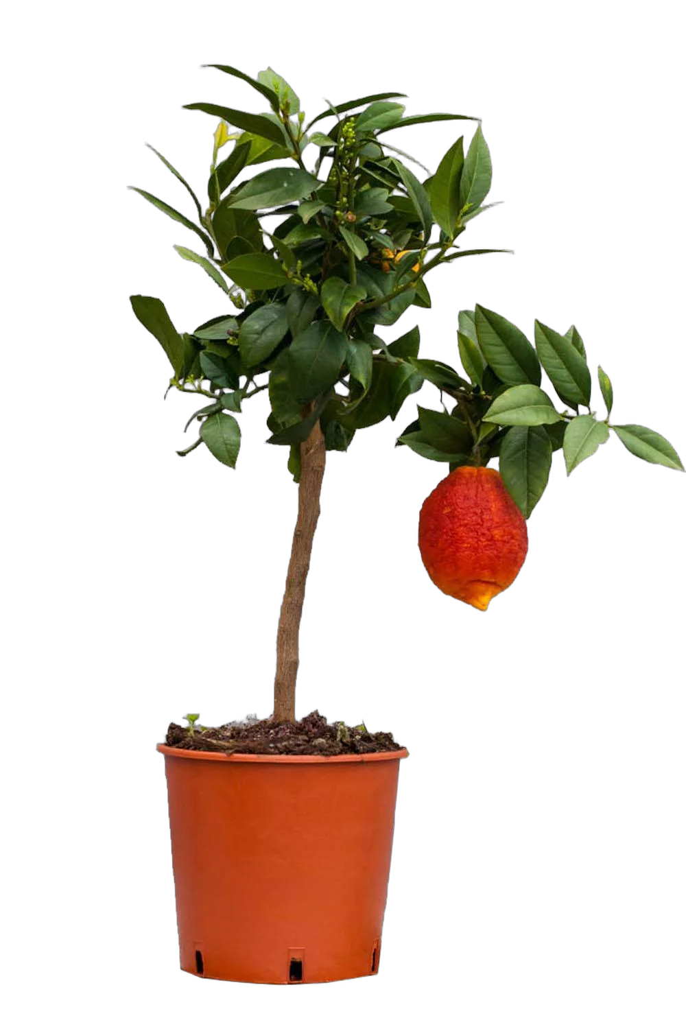 Лимон Россо - Limone Rosso D21 H80