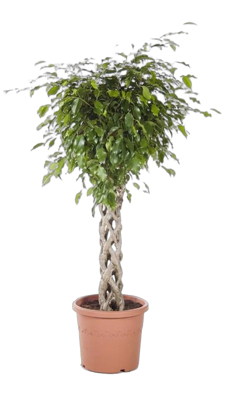 Фикус Бенджамина Экзотика труба - Ficus Be Exotica Tube D31 H135