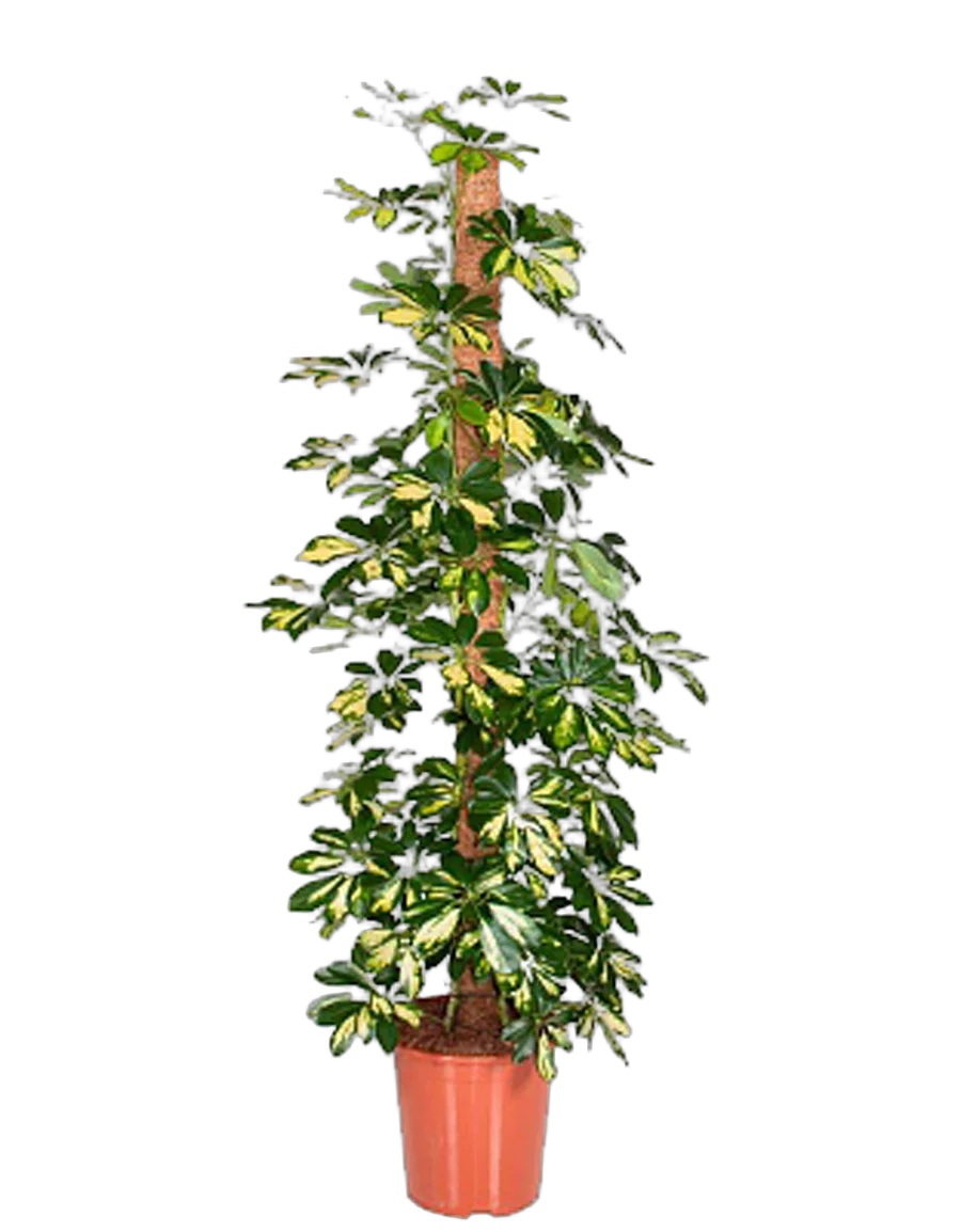 Шеффлера Голд Капелла  - Schefflera gold capella  H100