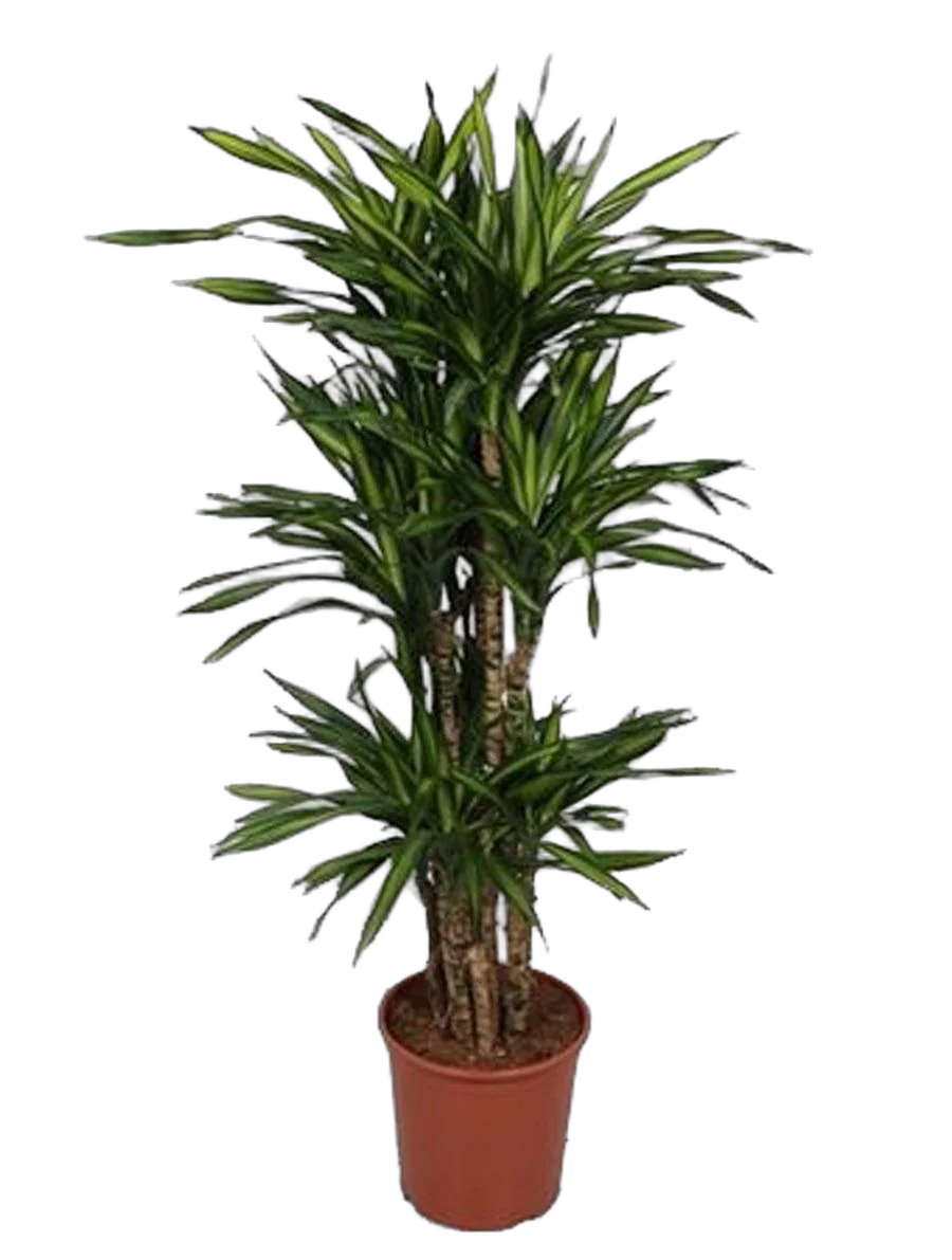 Драцена душистая Рики бранч - Dracaena fragrans Riki Branched (fachjan) D30 H140