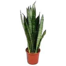 Сансивьерия Блэк Корал - Sansevieria Black Coral H110