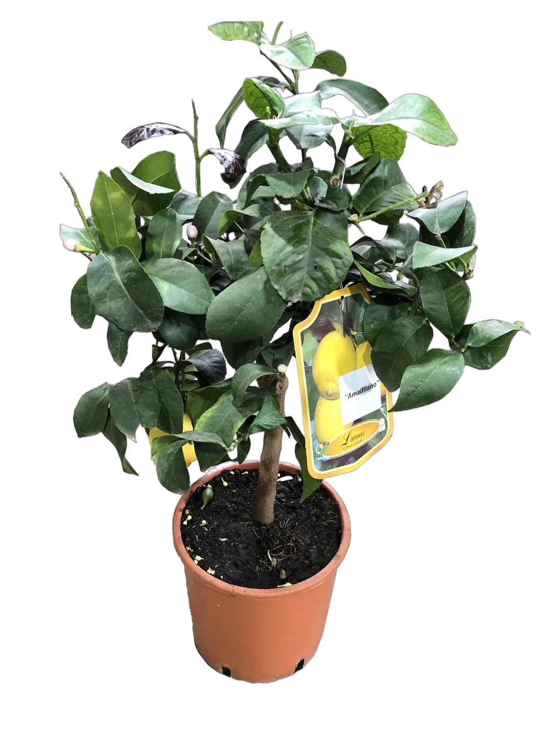 Круглый лимон Амалфитано 70 см