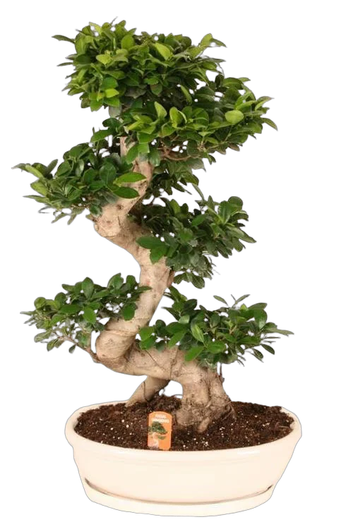 Бонсай Фикус Микрокарпа с закрученным стволом в белом керамическом кашпо - Bonsai Ficus microcarpa D50 H130