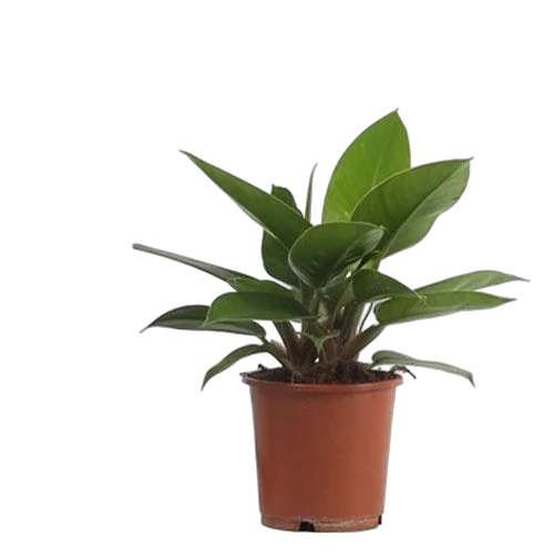Филодендрон Грин Империал - Philodendron Imperial Green D15 H35