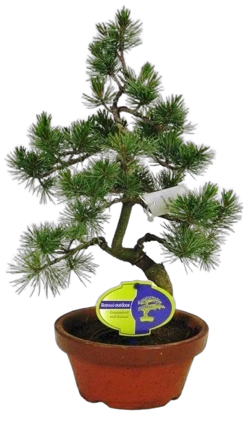 Бонсай Сосна - Bonsai Pinus D20 H45