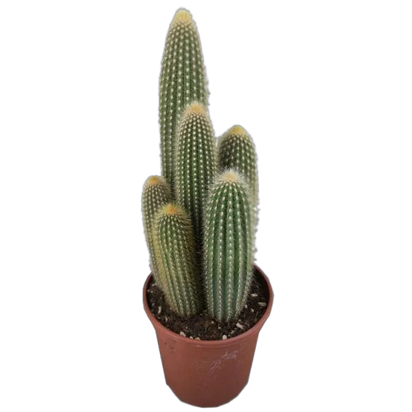 Пилоцереус Лазурный - Pilosocereus azureus D24 H90