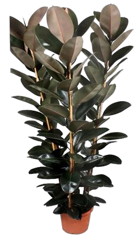 Фикус эластика Абиджан 3 ствола - Ficus elastica Abidjan D30 H150