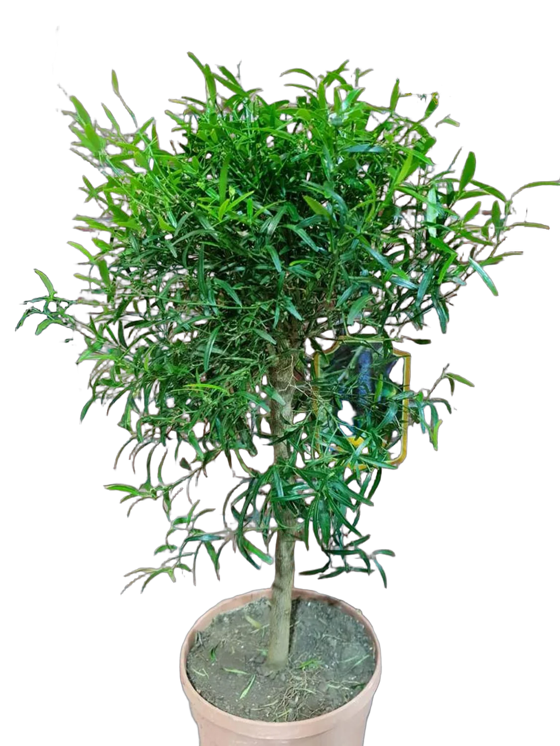 Микроцитрус Папуана - Microcitrus papuana D21 H80