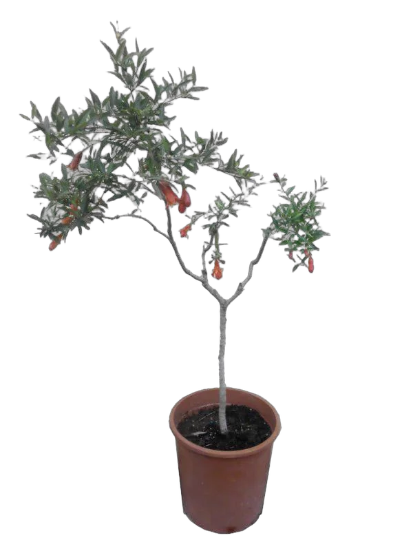 Гранат - Punica granatum D23 H120