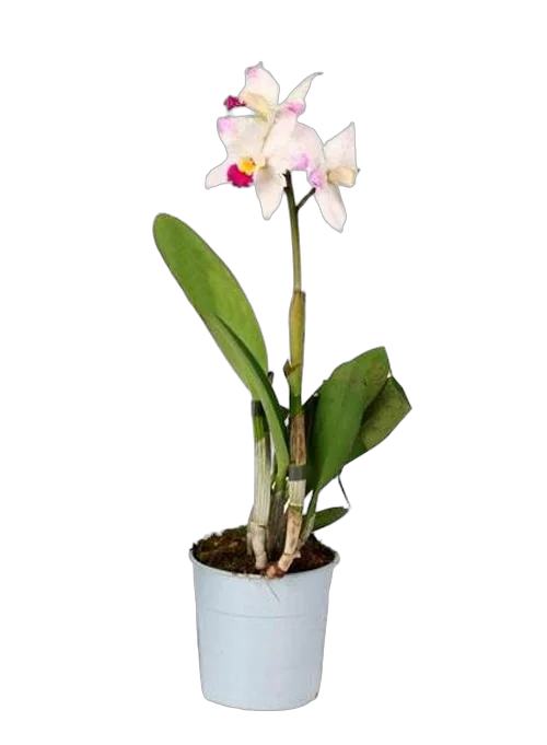 Каттлея - Cattleya D12 H35