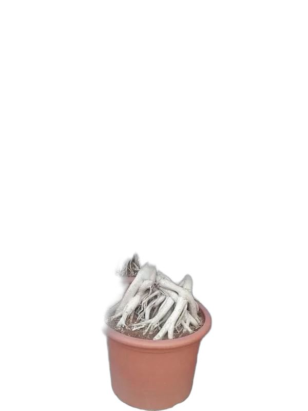 Бонсай фикус Микрокарпа /Фикус Гинсенг (женьшень) - Bonsai Ficus microcarpa D70 H240