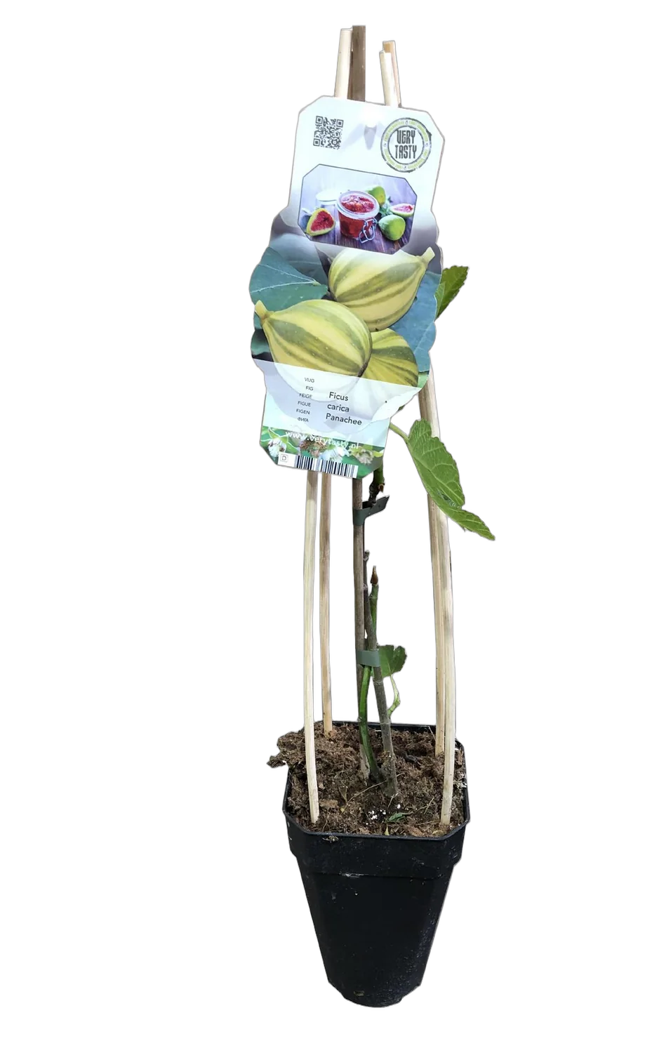 Инжир варьегатный - Ficus carica Panachee D14 H40