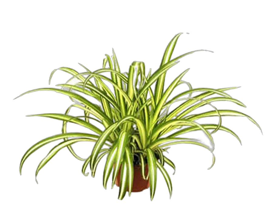 Хлорофитум вариегата - Chlorophytum Variegata D12 H25