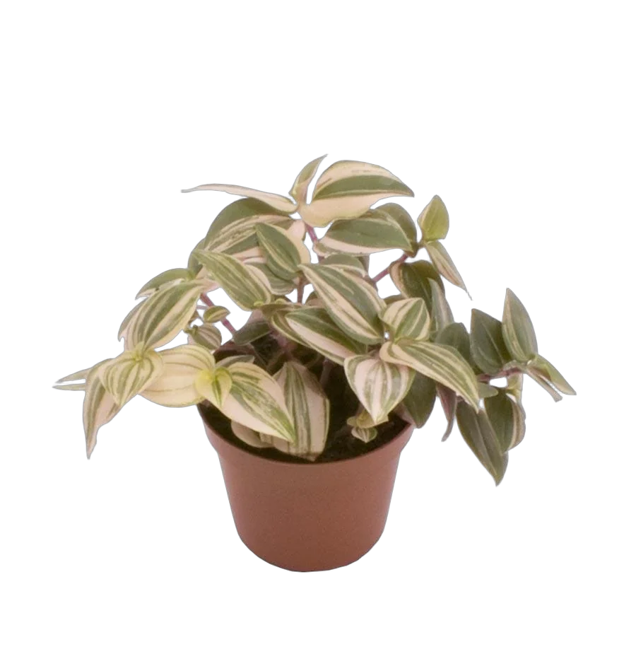 Традесканция приречная - Tradescantia fluminensis quadricolor D5 H15