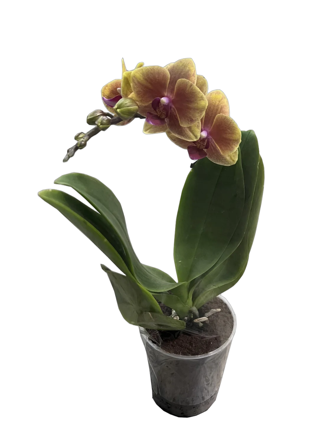 Фаленопсис мини 1 цветонос - Phalaenopsis D9 H20