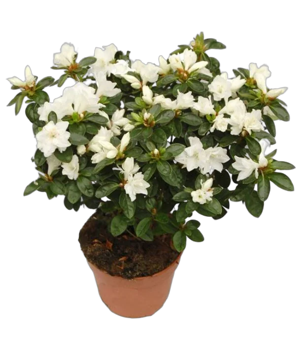 Азалия белая - Azalea D12 H35