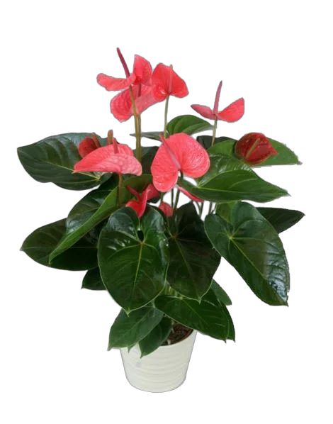 Антуриум Андреанум Принцесса Алексия - Anthurium  Princess Alexia Glorious розовый D15 H55