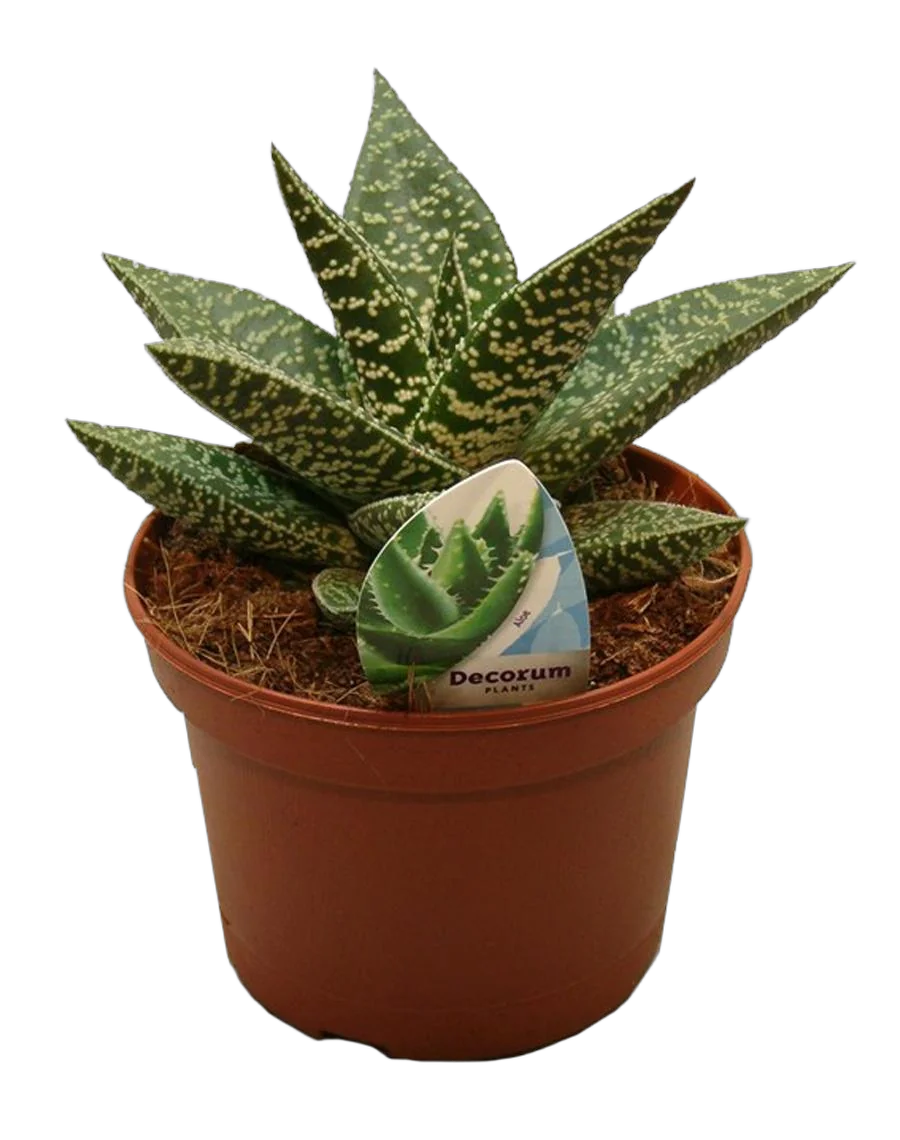 Гастералоэ Авео - Gasteraloe Aveo D5 H15