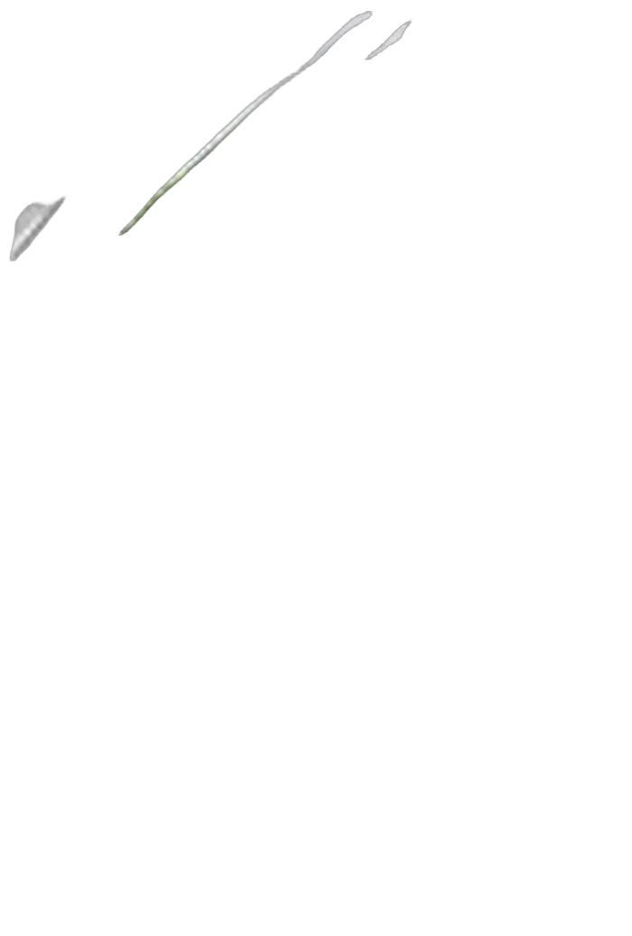 Фикус Бенджамина Экзотика штамб - Ficus benjamina D70 H450