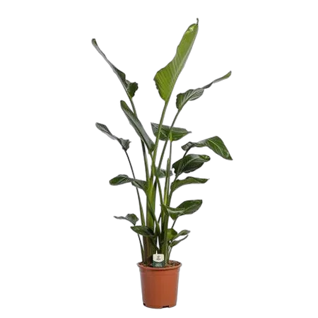 Стрелиция Николай - Strelitzia Nicolai D27 H150