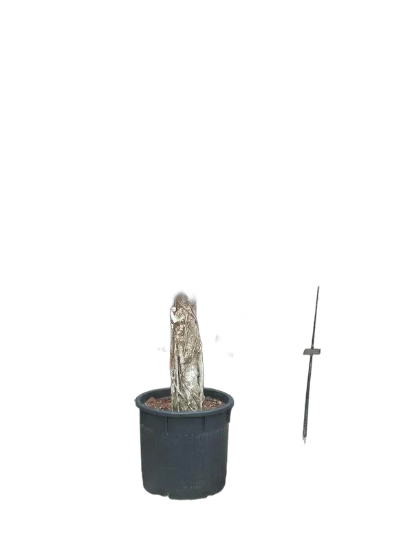 Фикус Нитида - Ficus Nitida D70 H340