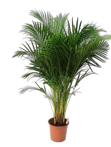 Пальма Арека D21 H120