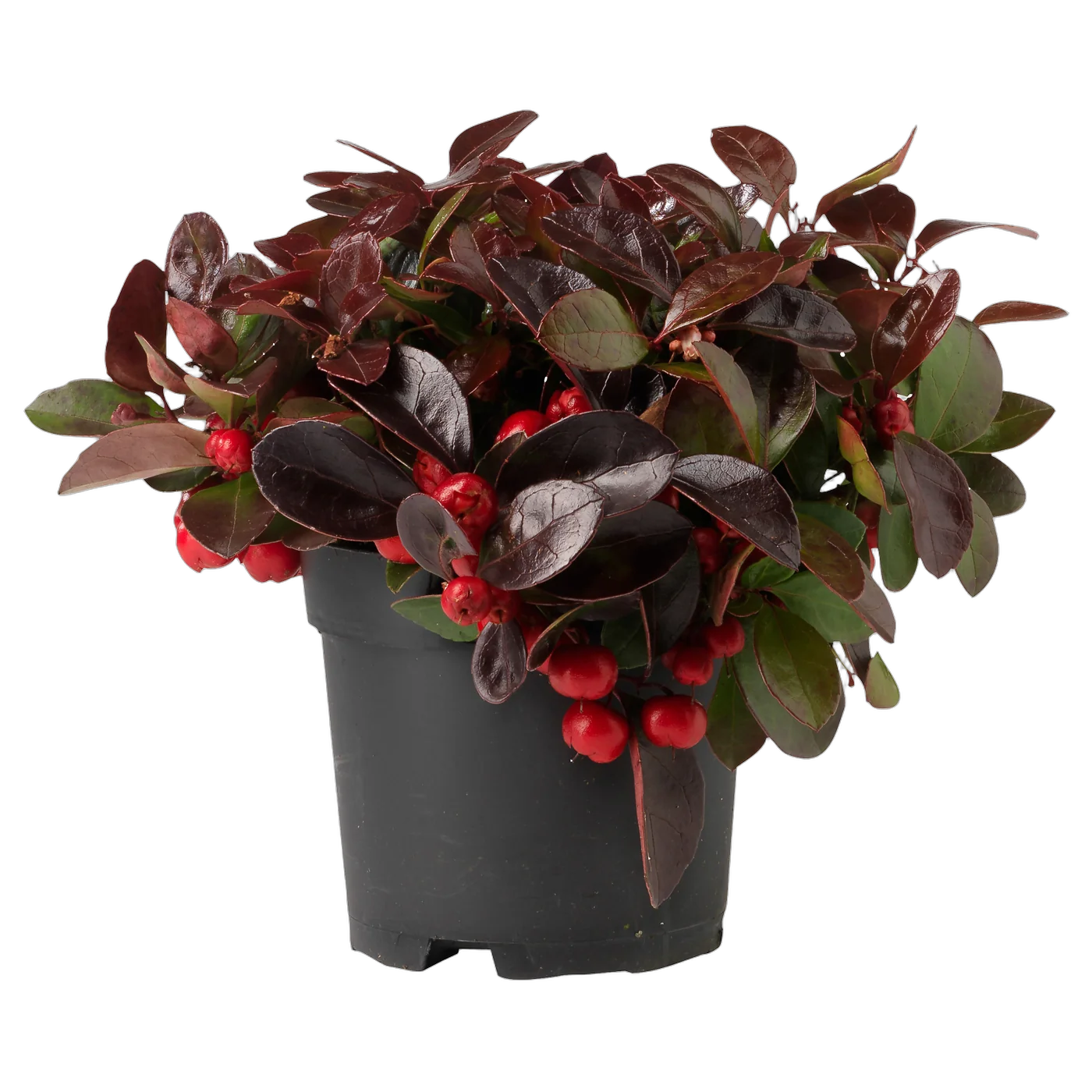 Гаультерия Биг Берри - Gaultheria D12 H15